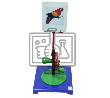 Parrot in Cage Model